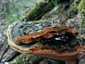 Vörös tapló (Fuscoporia torulosa), Pilis